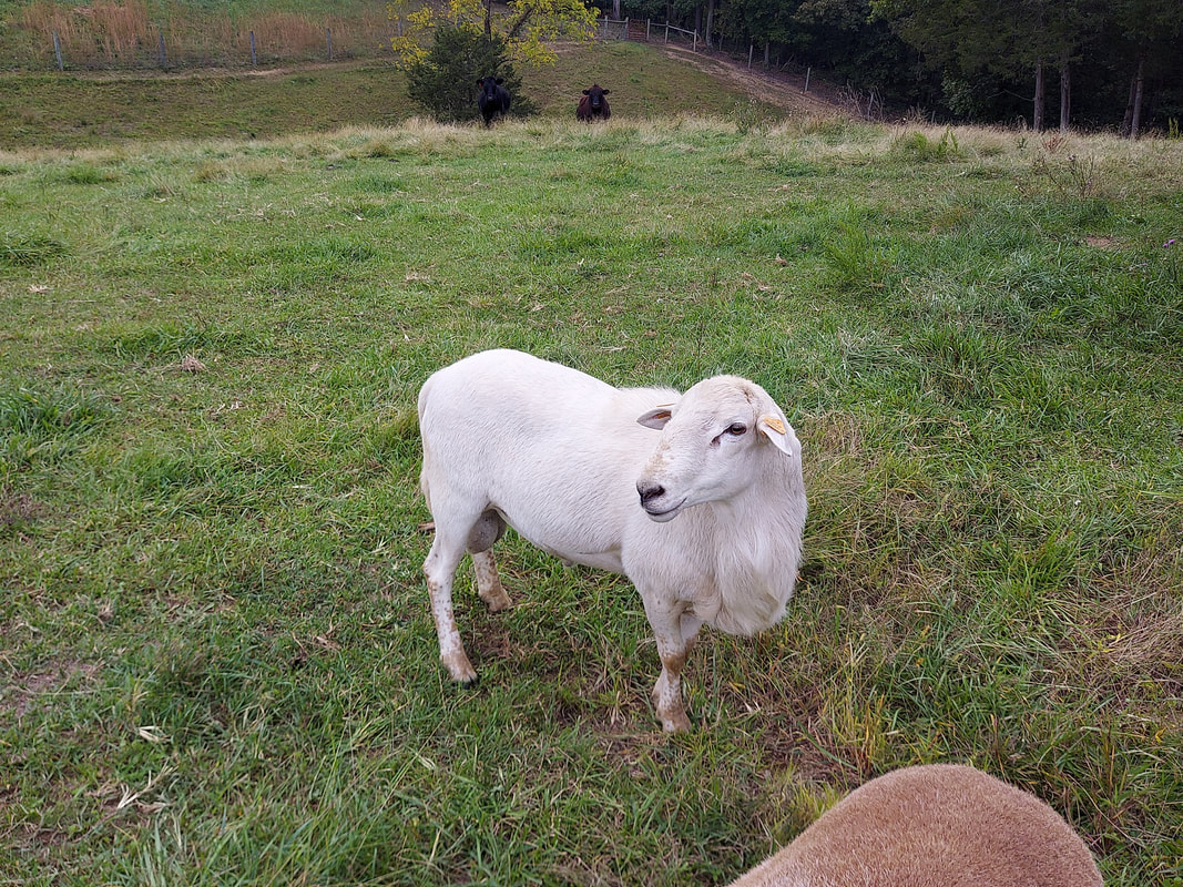 Katahdin Ram lamb