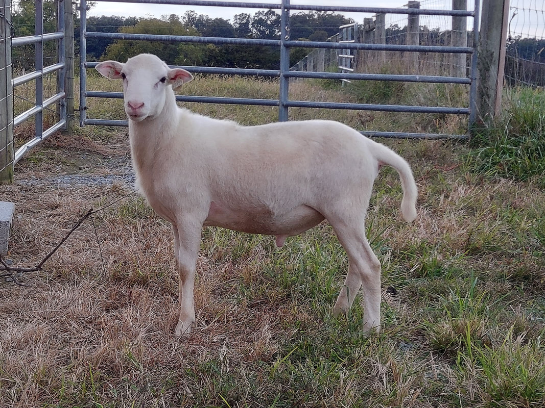 Registered Katahdin Sheep for sale