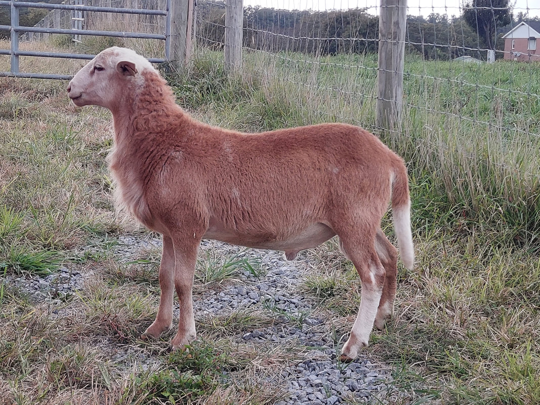 Katahdin ram lamb for sale