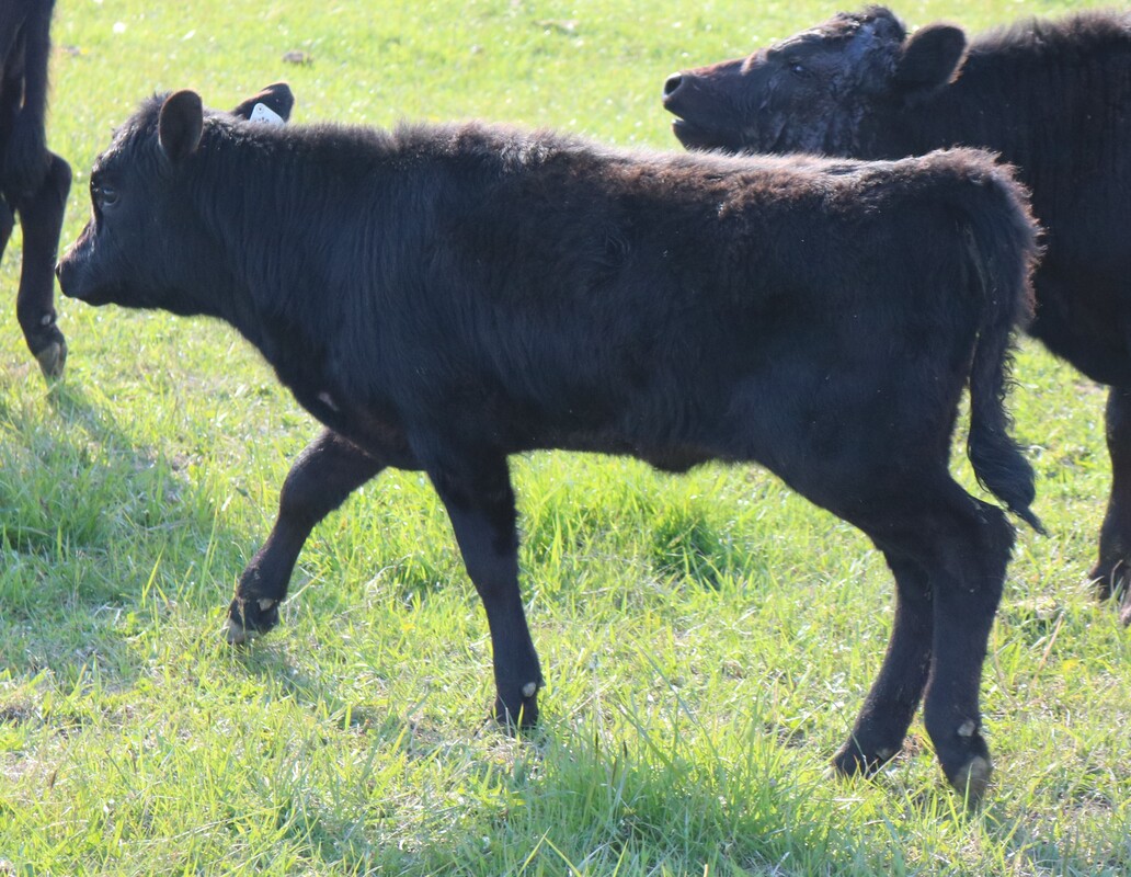 Black polled Dexter heifer for sale