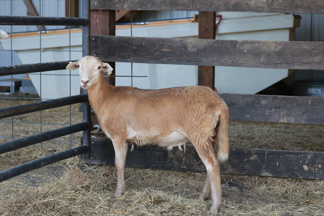 Brown registered katahdin ram lamb for sale