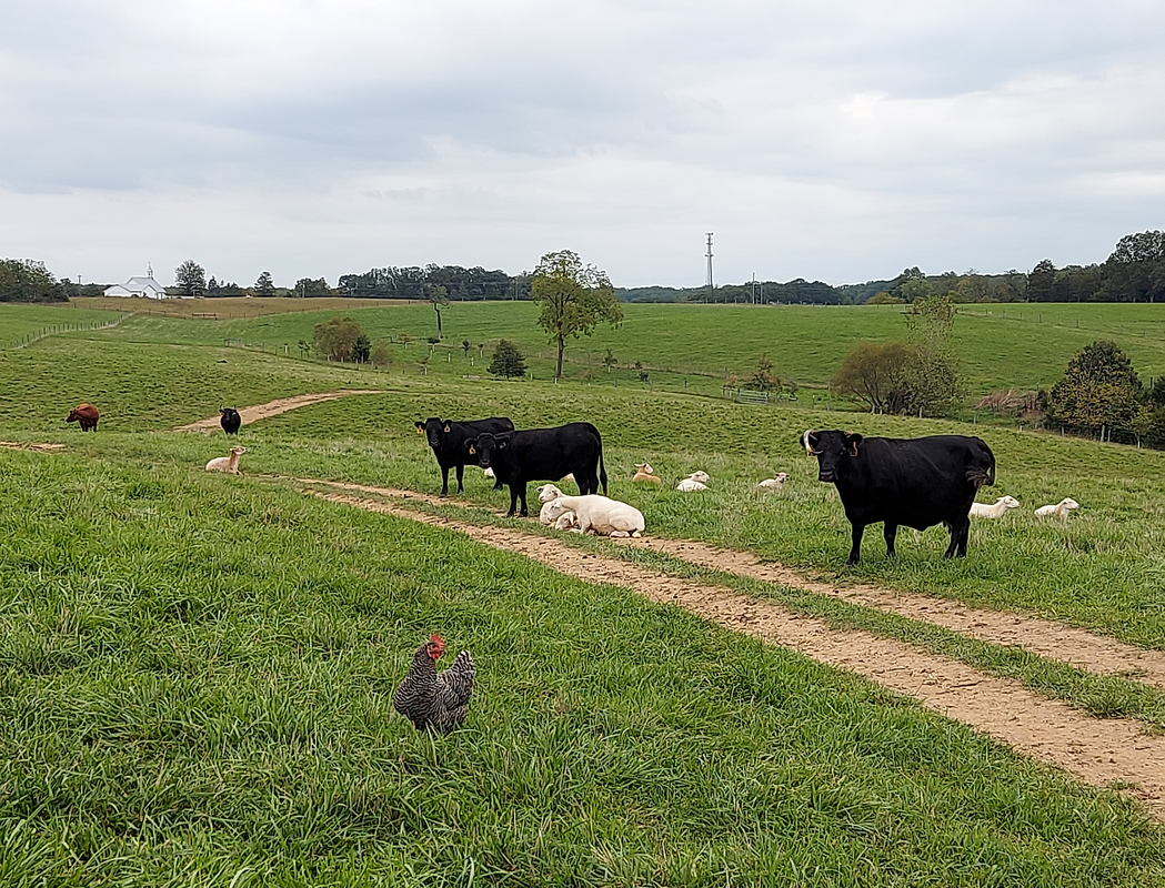Cattle, sheep, and chickens co-grazing