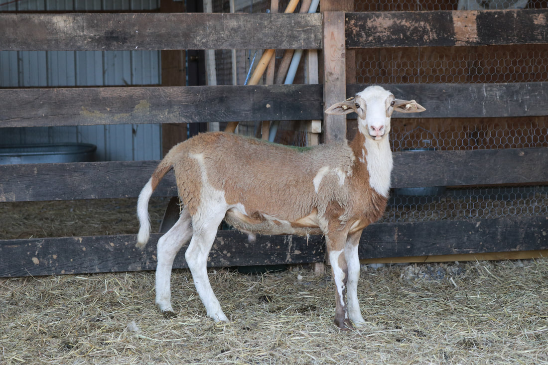 commercial ram lamb for sale