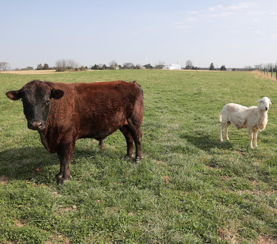 Dexter bull and Katahdin Ram, co-grazing