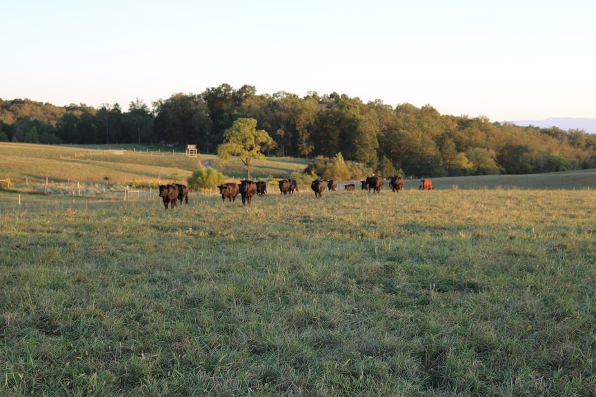 A group of Dexter cattle as they are taking part of a pasture rotation system.