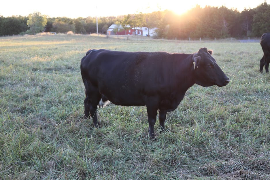 A Dexter cow enjoying late summer grazing as the evening sun sets in the background.