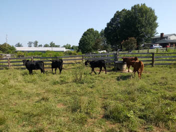 A wonderful group of Dexter heifers sold to a farm in North Carolina