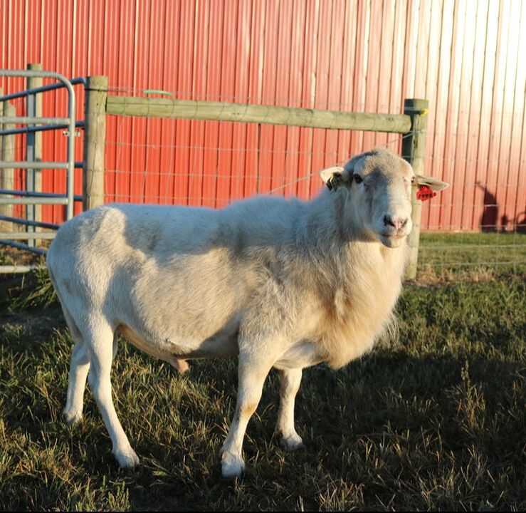 This great Katahdin ram has excellent EBVs from the National Sheep Improvement Program, we are excited to see how his lambs turn out. 