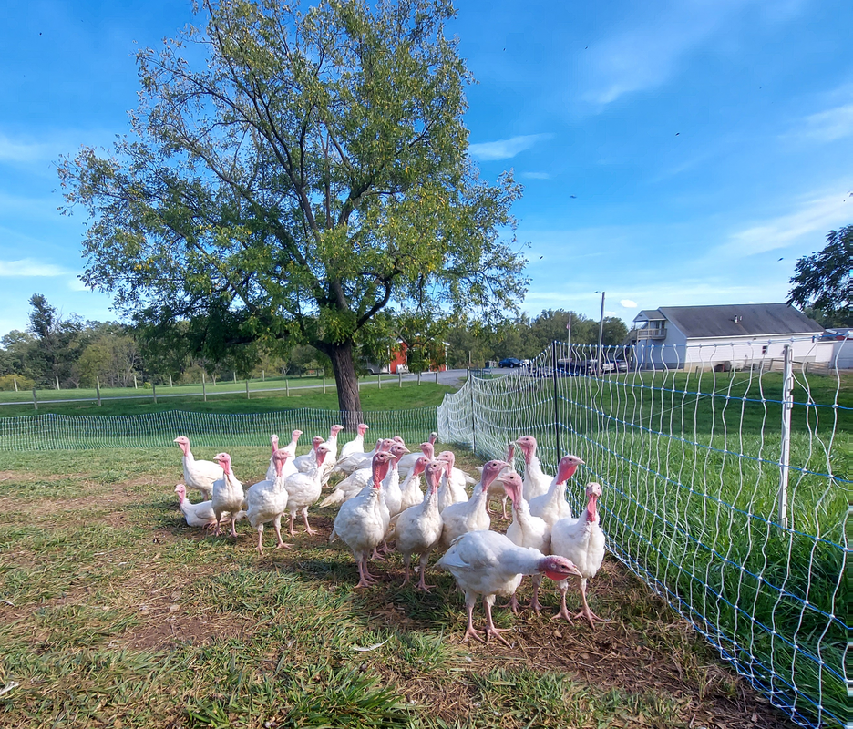 farm raised broad breast turkeys