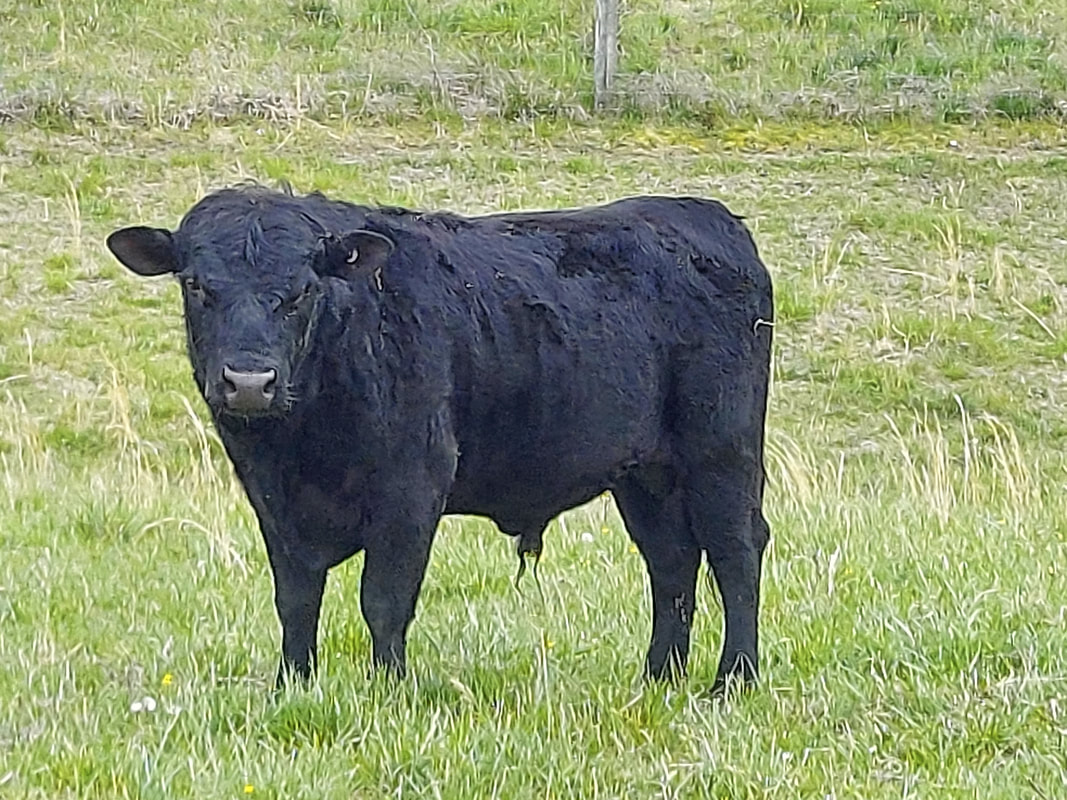 Helgen Farms Archie, Registered Dexter Bull