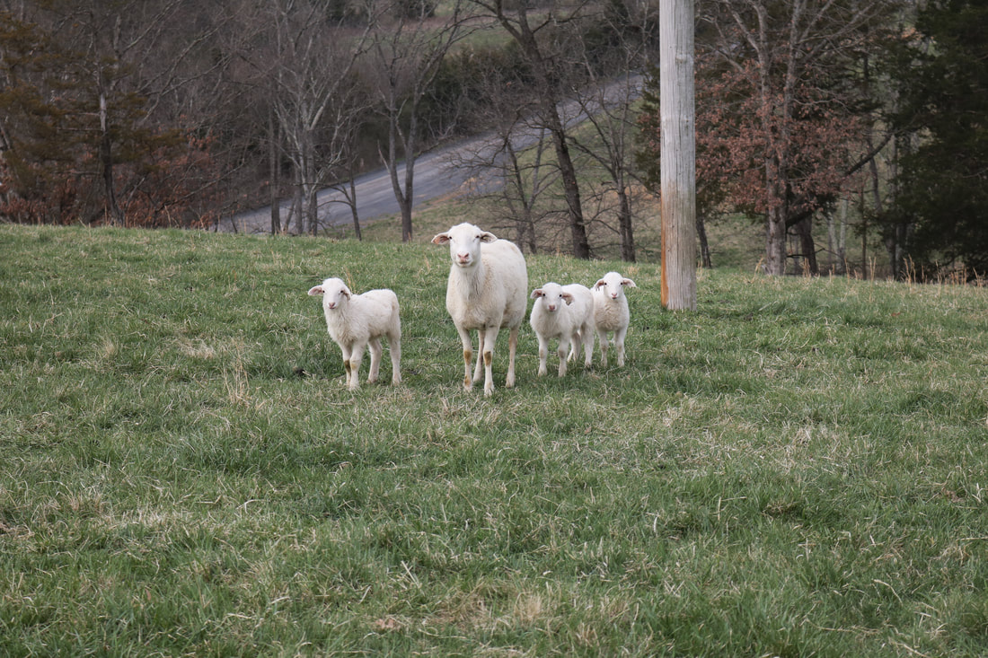Registered Katahdin ewe with EBVs from the National Sheep Improvement Program