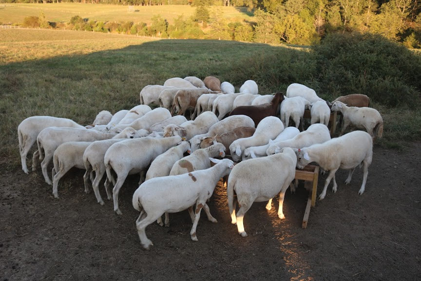 A group of Katahdin sheep consuming grain to promote maximum breeding potential.