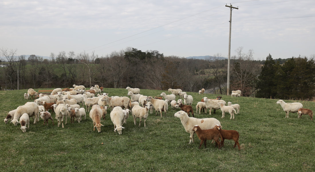 Katahdin ewes with lambs