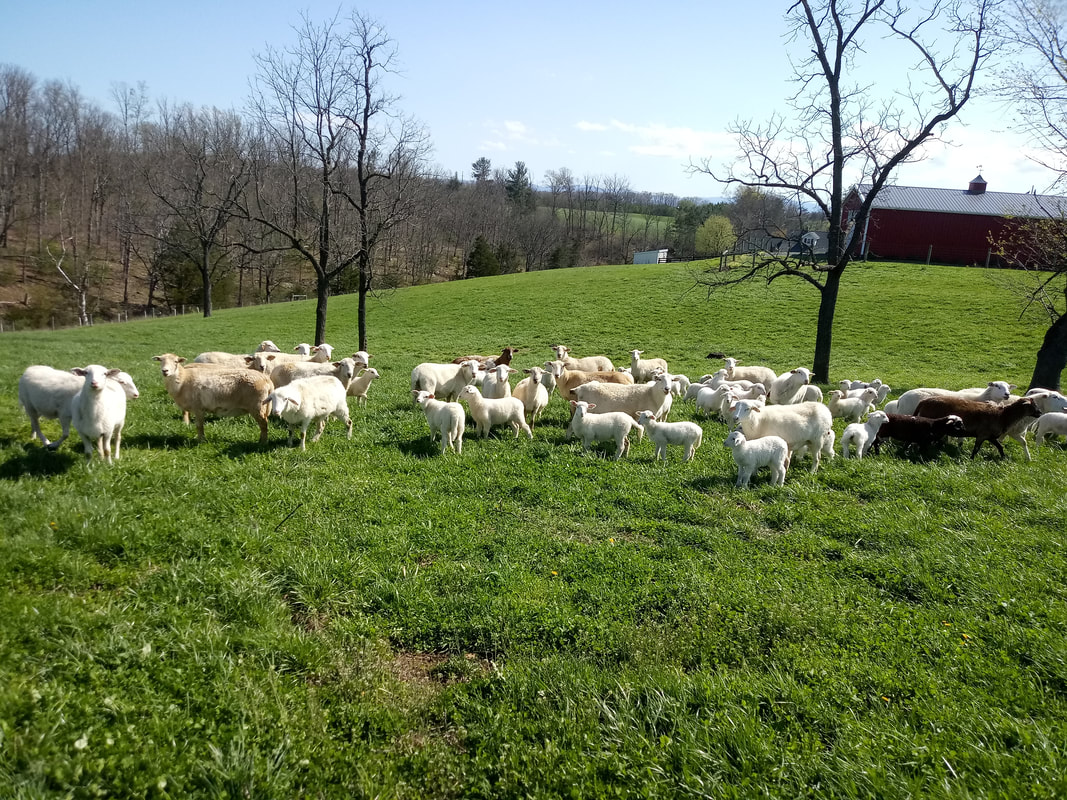 Katahdin sheep with lambs on pasture. 