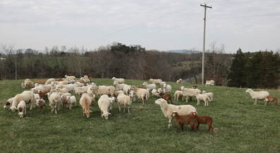 Katahdin sheep enjoying pasture grazing at Mad-Kettle Farm