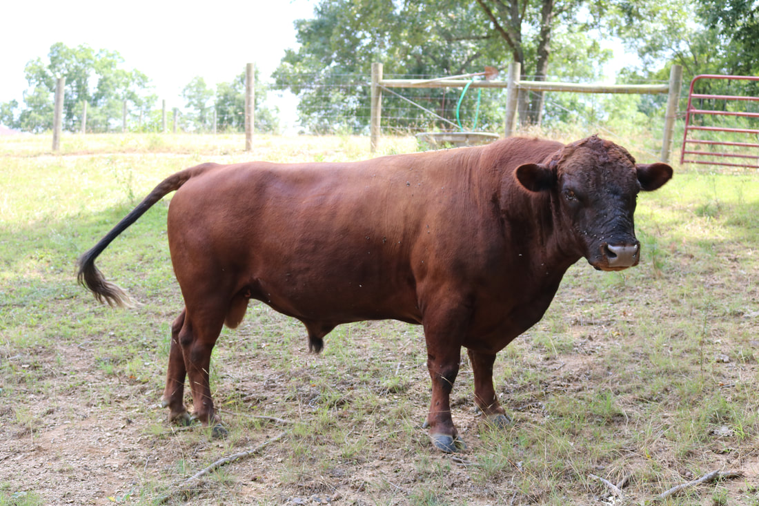 Our red Dexter bull that provides exceptional breeding stock as well as quality freezer beef. 